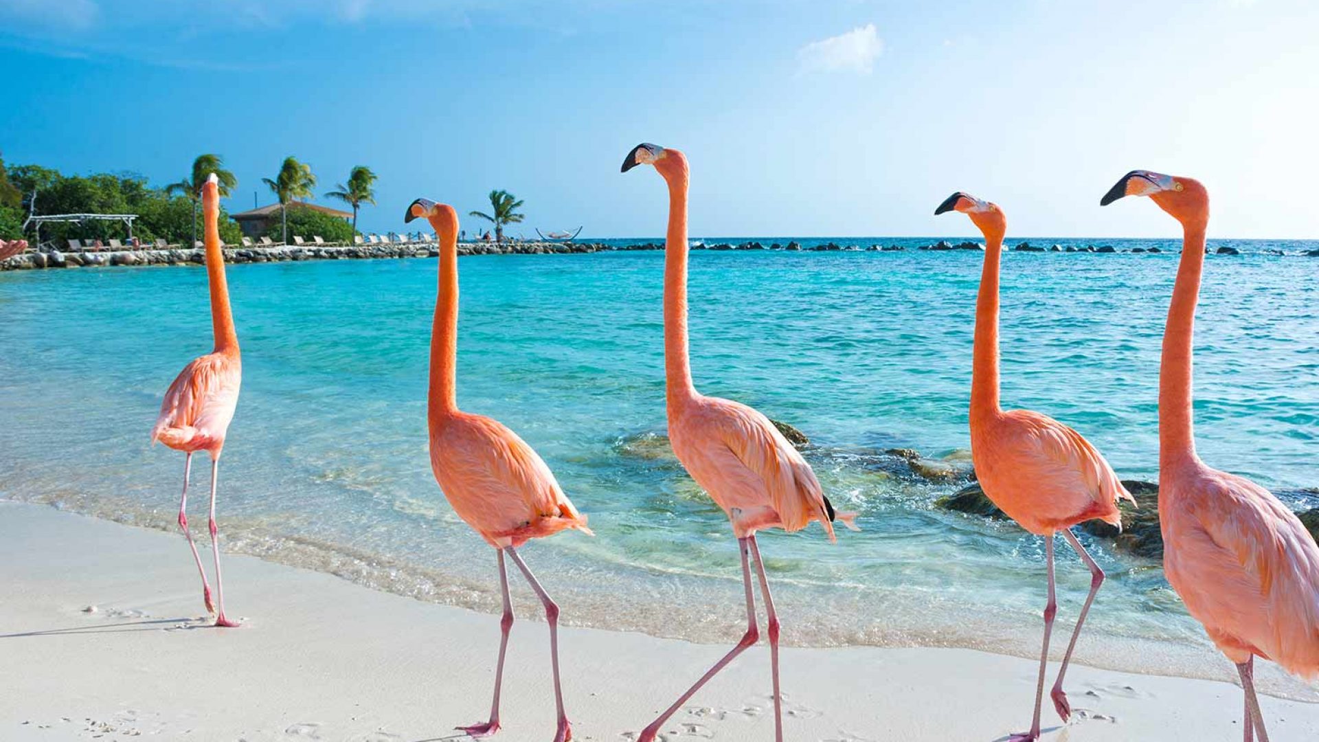 Aruba Private Investigator Private Security Services TSCM DeBugging Bug Detection Sweeps Child Custody Marital Spousal Private Investigations