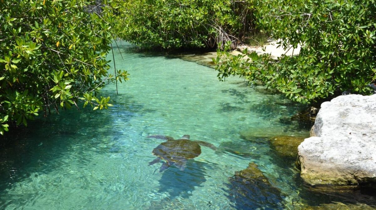 Riviera Maya Mexico Private Investigator - Quintana Roo Mexico Private Investigations - Riviera Maya Mexico Private Protection Security Services-TSCM DeBugging Bug Sweeps Puerto Morelos