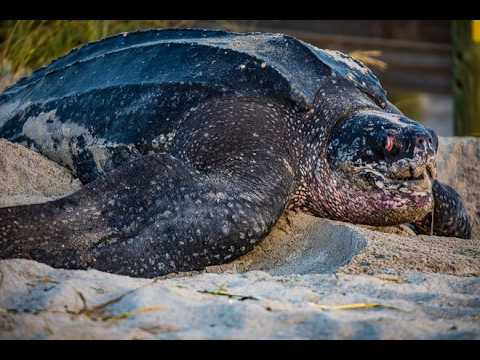 Indialantic Private Investigations video preview