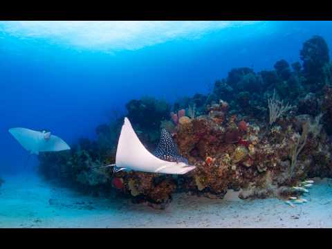 Preview of the original JRS Roatán investigation video